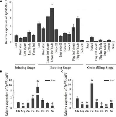 Cloning and Characterization of TpNRAMP3, a Metal Transporter From Polish Wheat (Triticum polonicum L.)